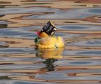HavannaDuck