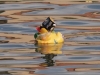 HavannaDuck